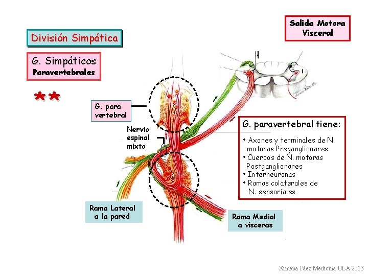 Salida Motora Visceral División Simpática G. Simpáticos Paravertebrales ** G. para vertebral Nervio espinal