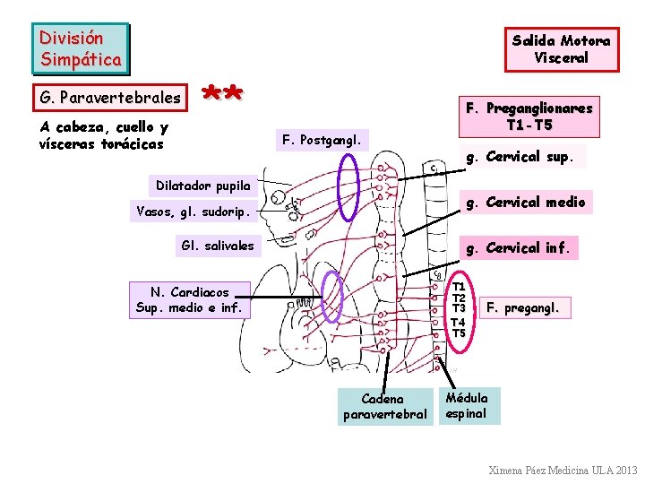 División Simpática Salida Motora Visceral G. Paravertebrales A cabeza, cuello y vísceras torácicas **
