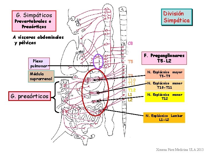 División Simpática G. Simpáticos Prevertebrales o Preaórticos A vísceras abdominales y pélvicas C 8