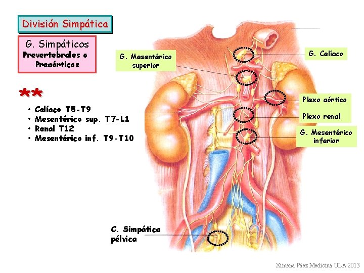 División Simpática G. Simpáticos Prevertebrales o Preaórticos G. Mesentérico superior ** • • Celíaco