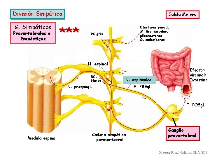 División Simpática G. Simpáticos Prevertebrales o Preaórticos Salida Motora *** Efectores pared: M. liso
