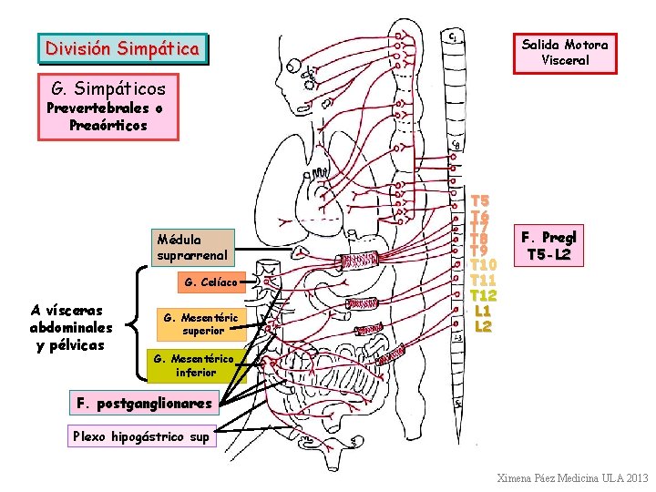 División Simpática Salida Motora Visceral G. Simpáticos Prevertebrales o Preaórticos Médula suprarrenal G. Celíaco