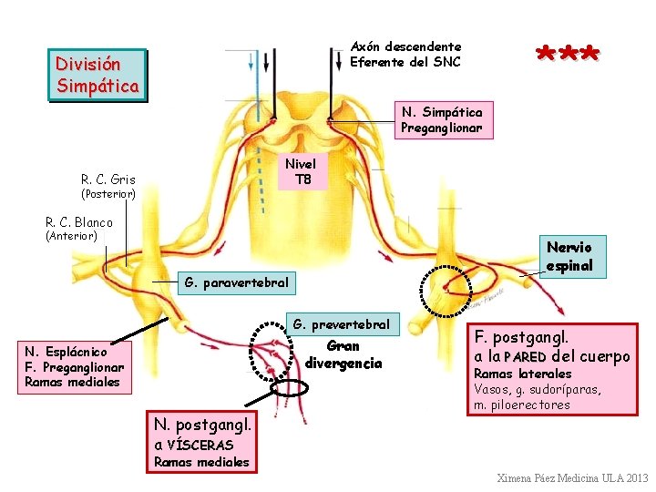 * ** Axón descendente Eferente del SNC División Simpática N. Simpática Preganglionar Nivel T