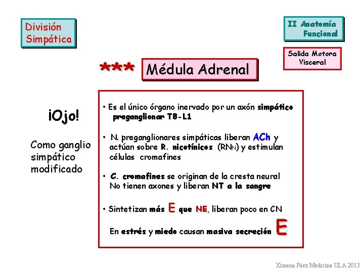 II Anatomía Funcional División Simpática *** ¡Ojo! Como ganglio simpático modificado Salida Motora Visceral