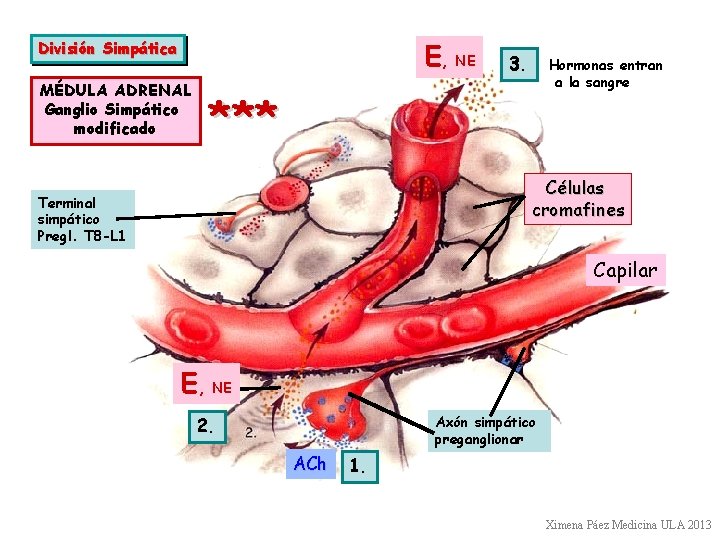 E, NE División Simpática MÉDULA ADRENAL Ganglio Simpático modificado 3. Hormonas entran a la