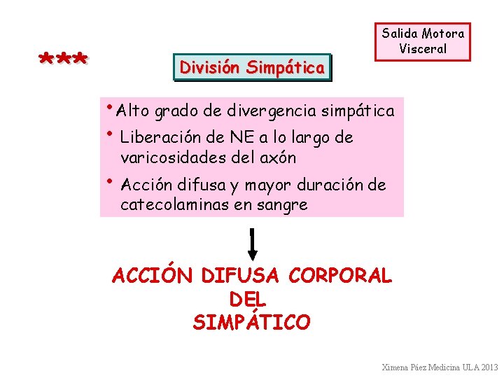 * ** División Simpática Salida Motora Visceral • Alto grado de divergencia simpática • * ** División Simpática Salida Motora Visceral • Alto grado de divergencia simpática •