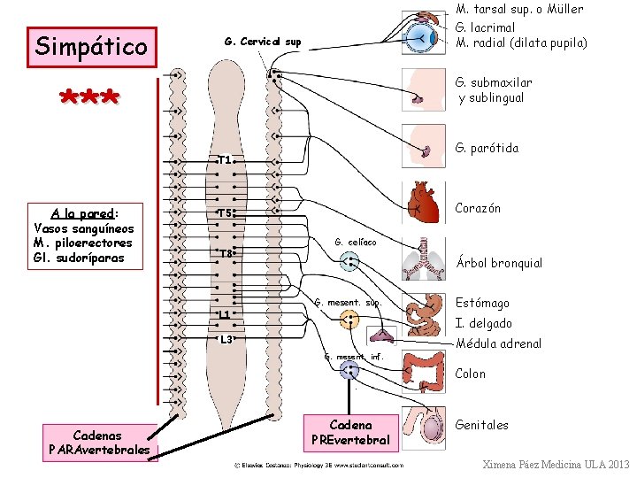 Simpático M. tarsal sup. o Müller G. lacrimal M. radial (dilata pupila) G. Cervical Simpático M. tarsal sup. o Müller G. lacrimal M. radial (dilata pupila) G. Cervical