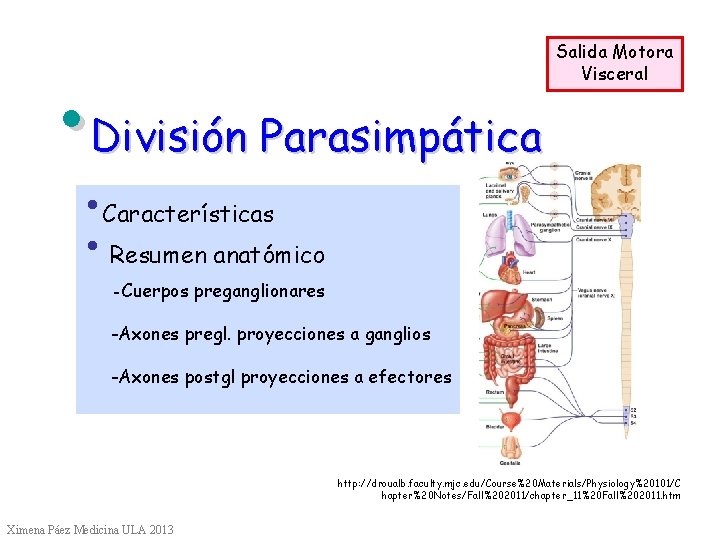  • División Parasimpática Salida Motora Visceral • Características • Resumen anatómico -Cuerpos preganglionares