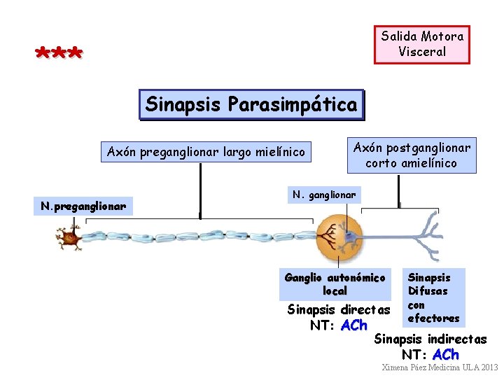 Salida Motora Visceral *** Sinapsis Parasimpática Axón preganglionar largo mielínico N. preganglionar Axón postganglionar