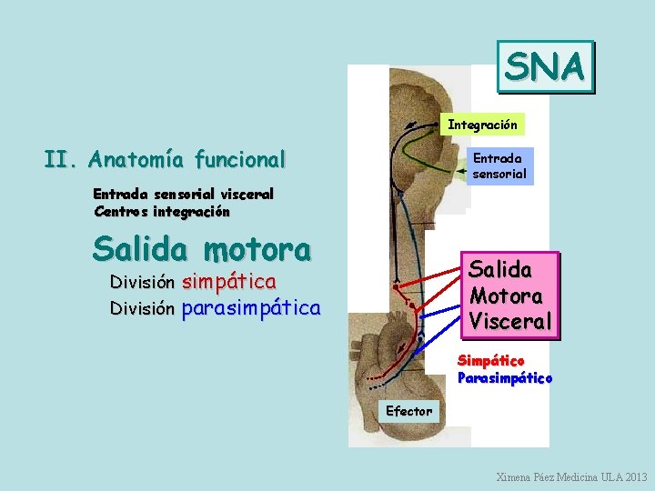 SNA Integración II. Anatomía funcional Entrada sensorial visceral Centros integración Salida motora Salida Motora