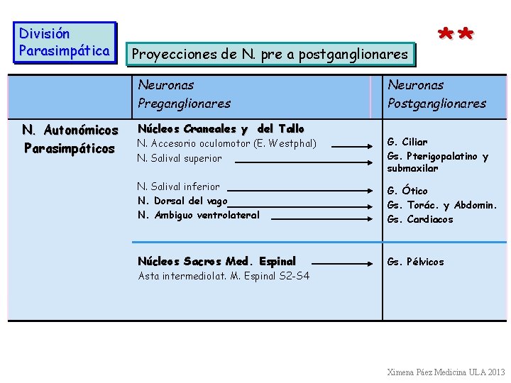 División Parasimpática Proyecciones de N. pre a postganglionares Neuronas Preganglionares N. Autonómicos Parasimpáticos Núcleos