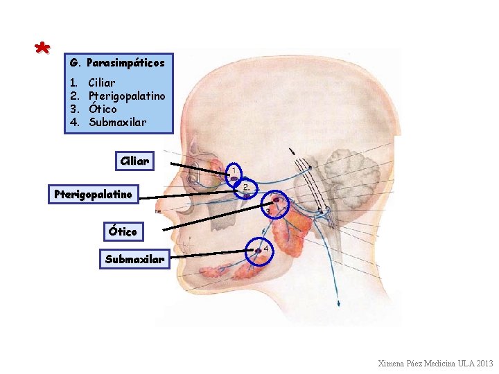 * G. Parasimpáticos 1. 2. 3. 4. Ciliar Pterigopalatino Ótico Submaxilar Ximena Páez Medicina