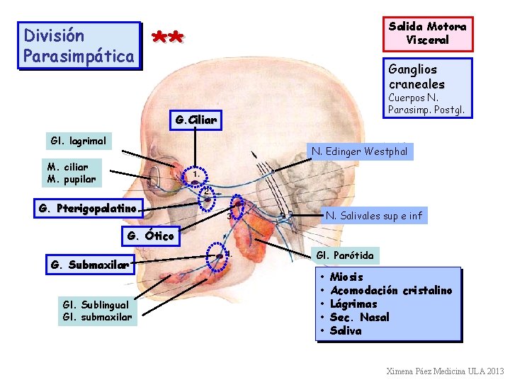 División Parasimpática Salida Motora Visceral ** Ganglios craneales Cuerpos N. Parasimp. Postgl. G. Ciliar División Parasimpática Salida Motora Visceral ** Ganglios craneales Cuerpos N. Parasimp. Postgl. G. Ciliar