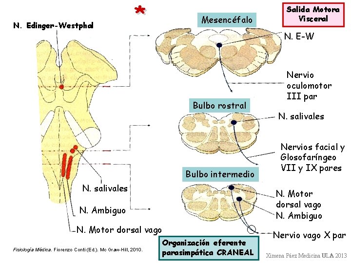 N. Edinger-Westphal División Parasimpática * Mesencéfalo N. E-W Bulbo rostral Bulbo intermedio N. salivales N. Edinger-Westphal División Parasimpática * Mesencéfalo N. E-W Bulbo rostral Bulbo intermedio N. salivales