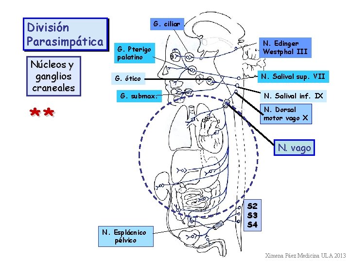 División Parasimpática Núcleos y ganglios craneales G. ciliar N. Edinger Westphal III G. Pterigo
