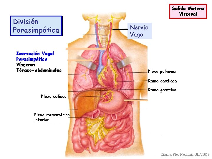 División Parasimpática Inervación Vagal Parasimpática Vísceras Tóraco-abdominales Salida Motora Visceral Nervio Vago Plexo pulmonar