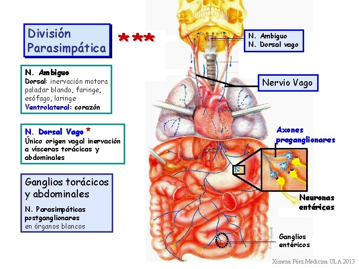 División Parasimpática * ** N. Ambiguo Dorsal: inervación motora paladar blando, faringe, esófago, laringe