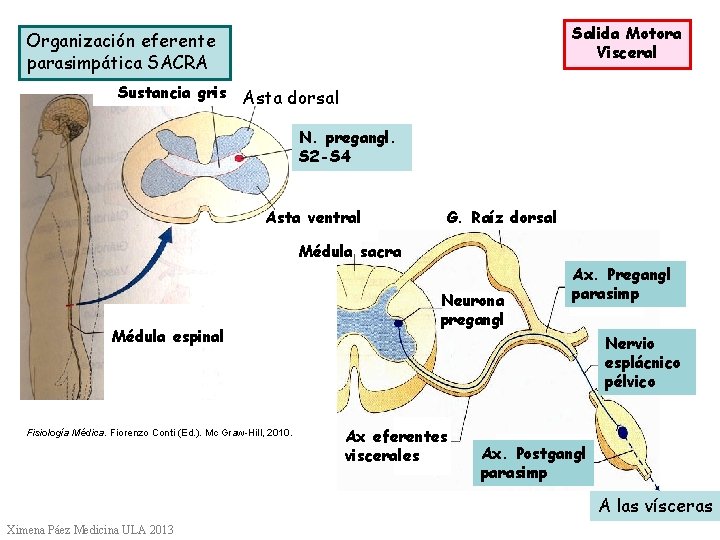 Salida Motora Visceral Organización eferente parasimpática SACRA Sustancia gris Asta dorsal N. pregangl. S