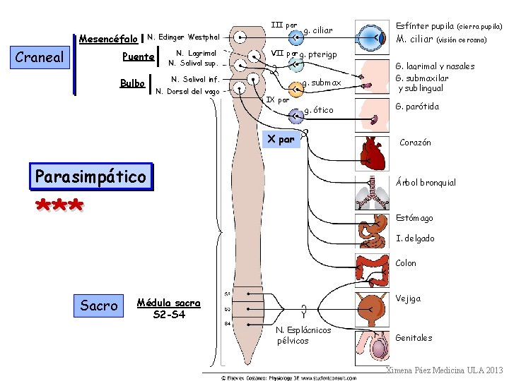 III par Mesencéfalo Craneal N. Edinger Westphal Puente Bulbo N. Lagrimal N. Salival sup.