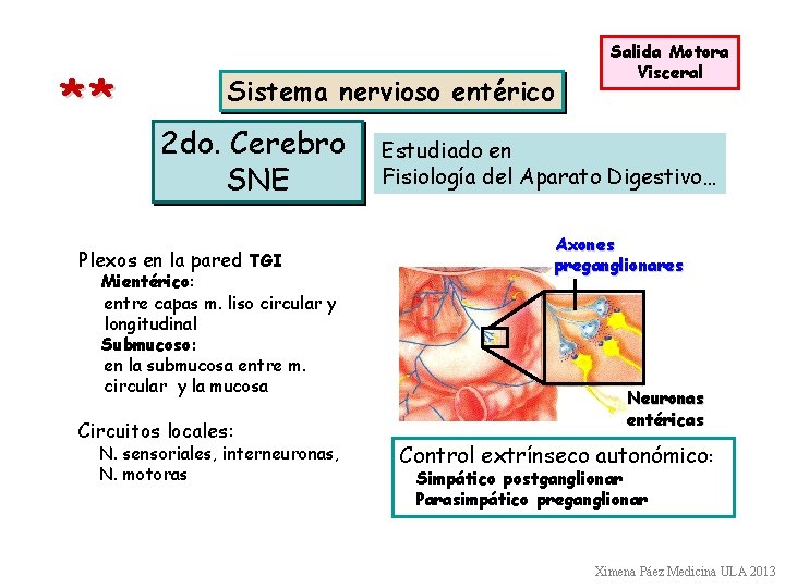 ** Sistema nervioso entérico 2 do. Cerebro SNE Plexos en la pared TGI Mientérico: