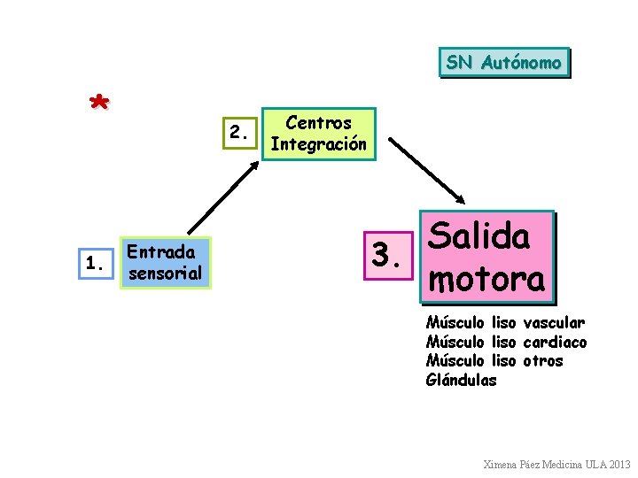 SN Autónomo * 1. 2. Entrada sensorial Centros Integración Salida 3. motora Músculo liso