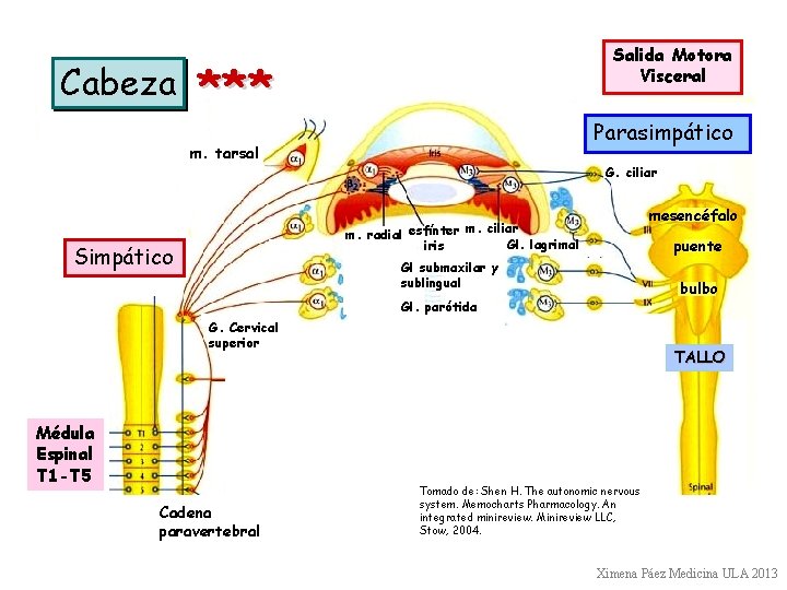 Cabeza Salida Motora Visceral *** Parasimpático m. tarsal G. ciliar mesencéfalo m. radial esfínter