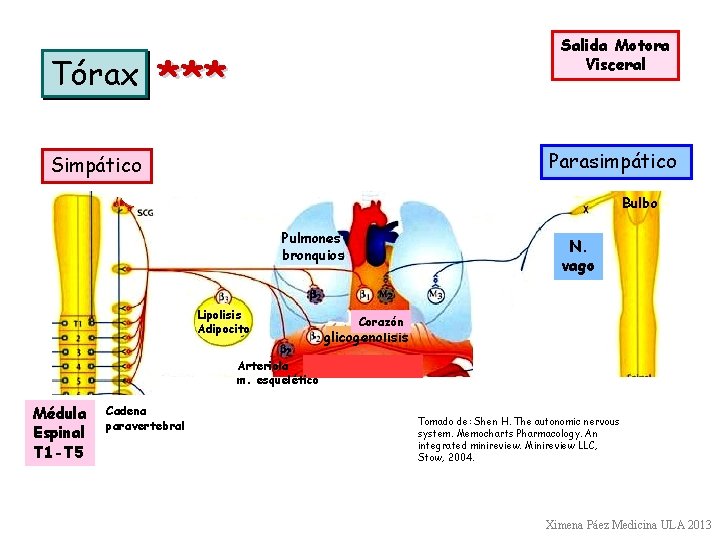 Tórax Salida Motora Visceral *** Parasimpático Simpático Bulbo Pulmones bronquios Lipolisis Adipocito N. vago