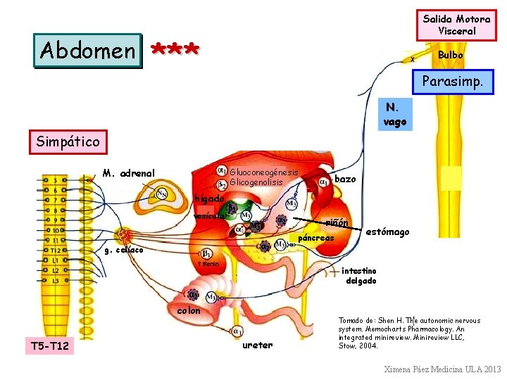 Abdomen Salida Motora Visceral *** Bulbo Parasimp. N. vago Simpático M. adrenal Gluoconeogénesis Glicogenolisis