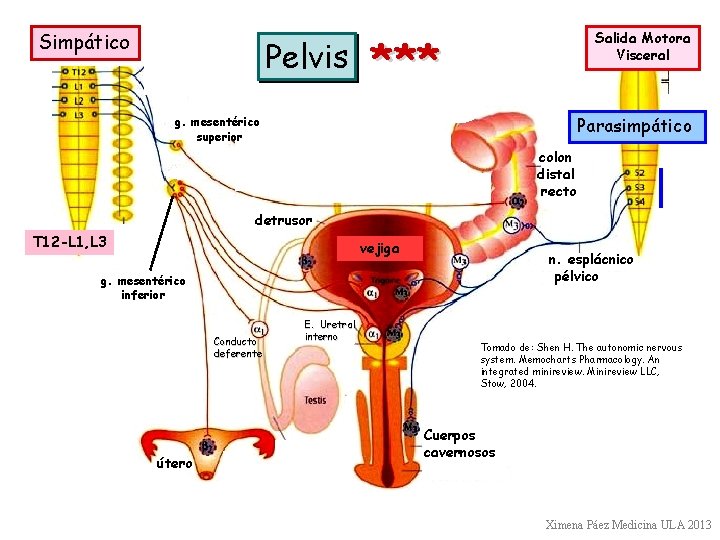 Simpático Pelvis Salida Motora Visceral *** Parasimpático g. mesentérico superior colon distal recto detrusor