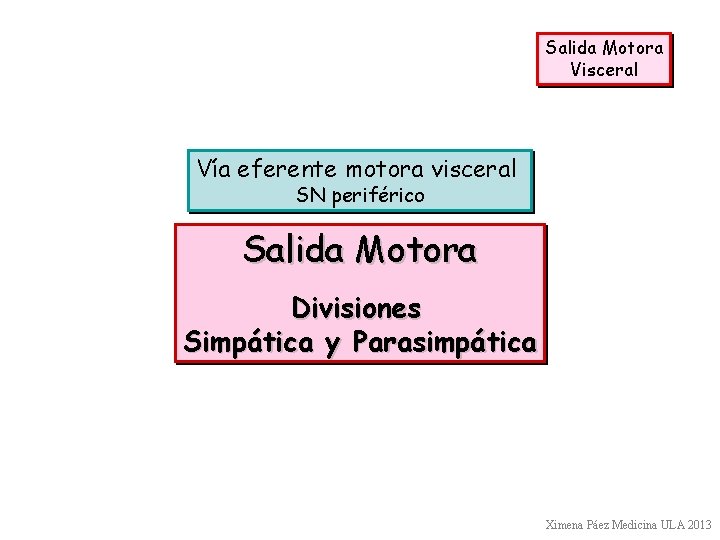 Salida Motora Visceral Vía eferente motora visceral SN periférico Salida Motora Divisiones Simpática y