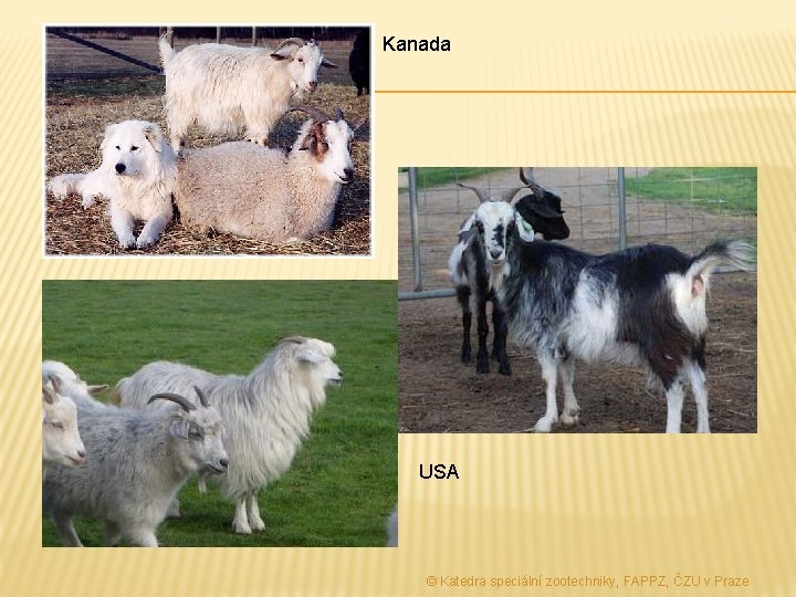 Kanada USA © Katedra speciální zootechniky, FAPPZ, ČZU v Praze 