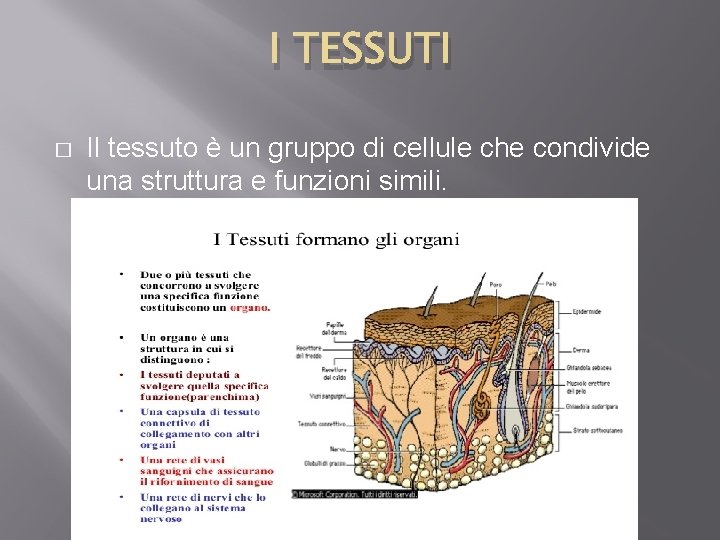 I TESSUTI � Il tessuto è un gruppo di cellule che condivide una struttura