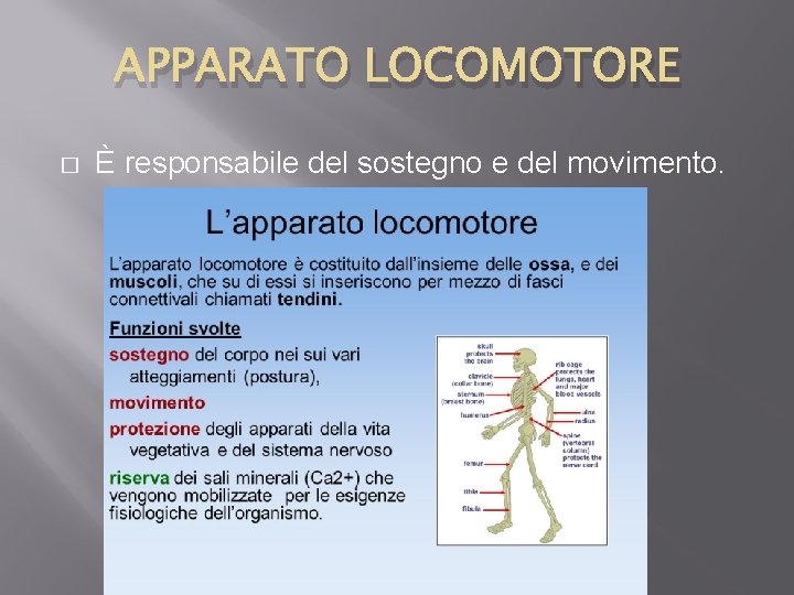 APPARATO LOCOMOTORE � È responsabile del sostegno e del movimento. 