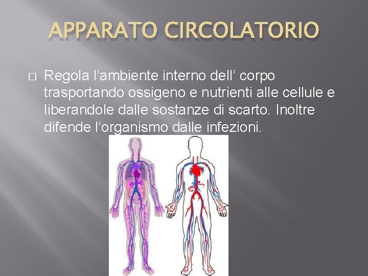 APPARATO CIRCOLATORIO � Regola l’ambiente interno dell’ corpo trasportando ossigeno e nutrienti alle cellule