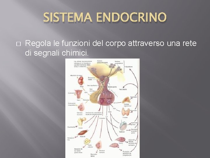 SISTEMA ENDOCRINO � Regola le funzioni del corpo attraverso una rete di segnali chimici.