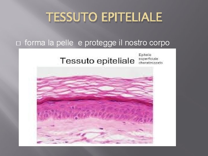 TESSUTO EPITELIALE � forma la pelle e protegge il nostro corpo 