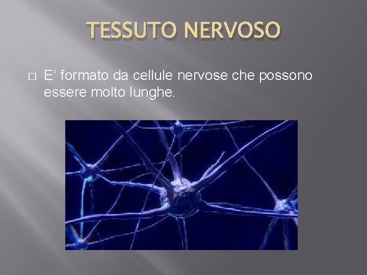 TESSUTO NERVOSO � E’ formato da cellule nervose che possono essere molto lunghe. 