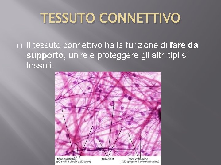 TESSUTO CONNETTIVO � Il tessuto connettivo ha la funzione di fare da supporto, unire