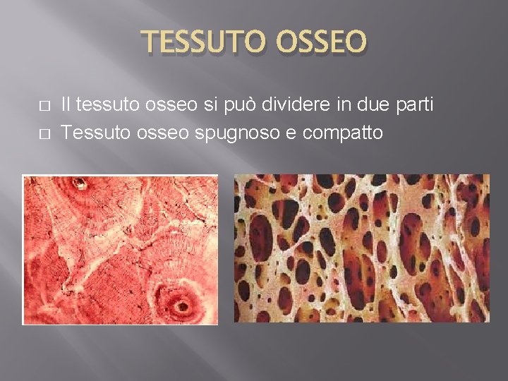 TESSUTO OSSEO � � Il tessuto osseo si può dividere in due parti Tessuto