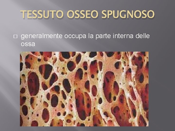 TESSUTO OSSEO SPUGNOSO � generalmente occupa la parte interna delle ossa 