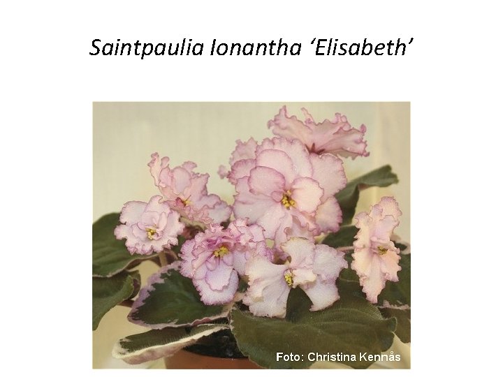 Saintpaulia Ionantha ‘Elisabeth’ 