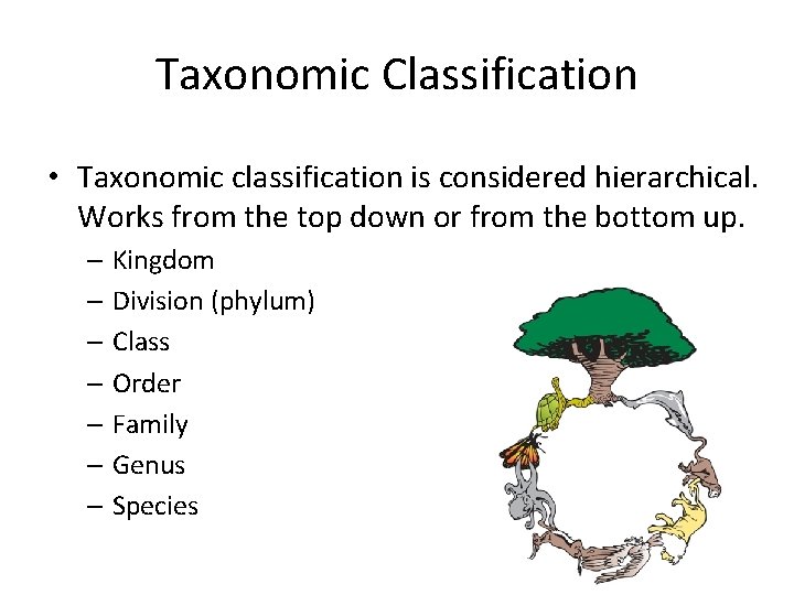 Taxonomic Classification • Taxonomic classification is considered hierarchical. Works from the top down or