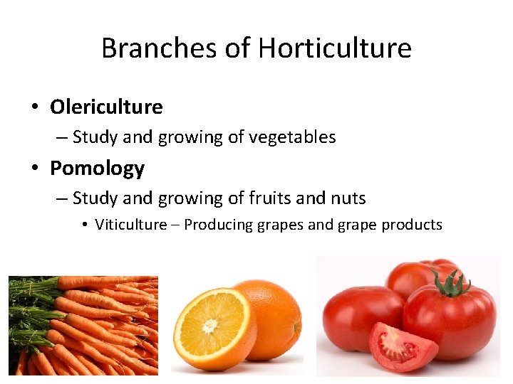 Branches of Horticulture • Olericulture – Study and growing of vegetables • Pomology –
