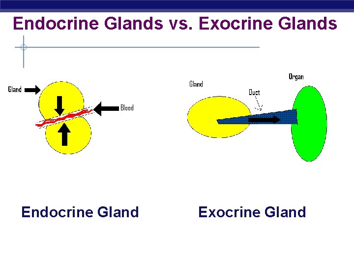 Endocrine Glands vs. Exocrine Glands Endocrine Gland Exocrine Gland 
