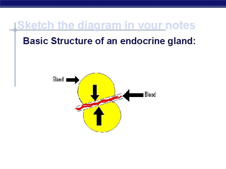 Sketch the diagram in your notes Basic Structure of an endocrine gland: 