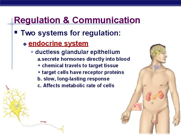 Regulation & Communication § Two systems for regulation: u endocrine system § ductless glandular