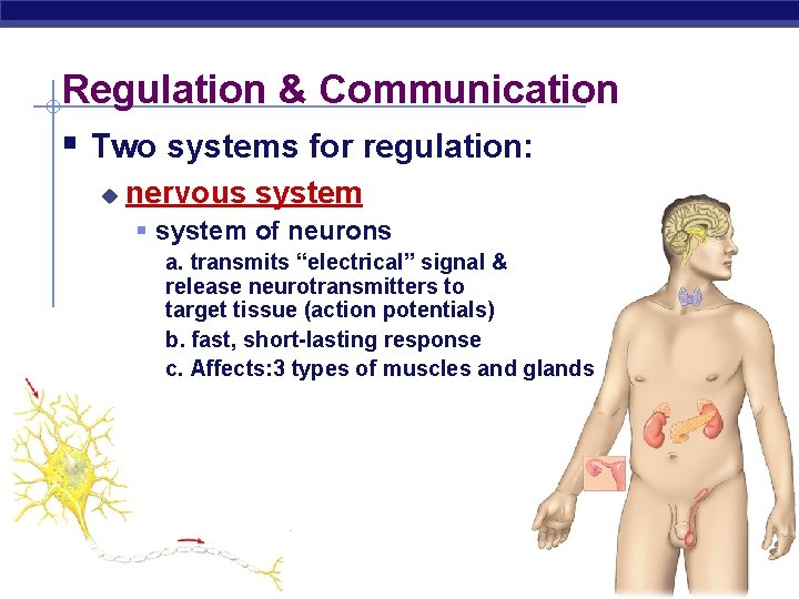 Regulation & Communication § Two systems for regulation: u nervous system § system of