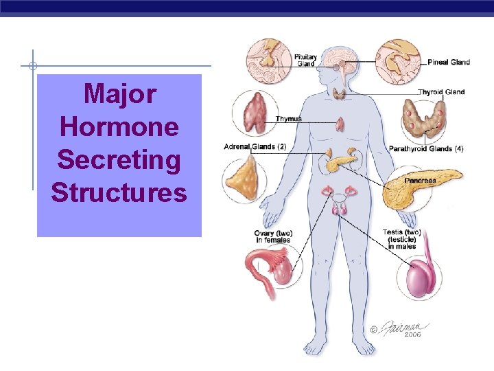 Major Hormone Secreting Structures 