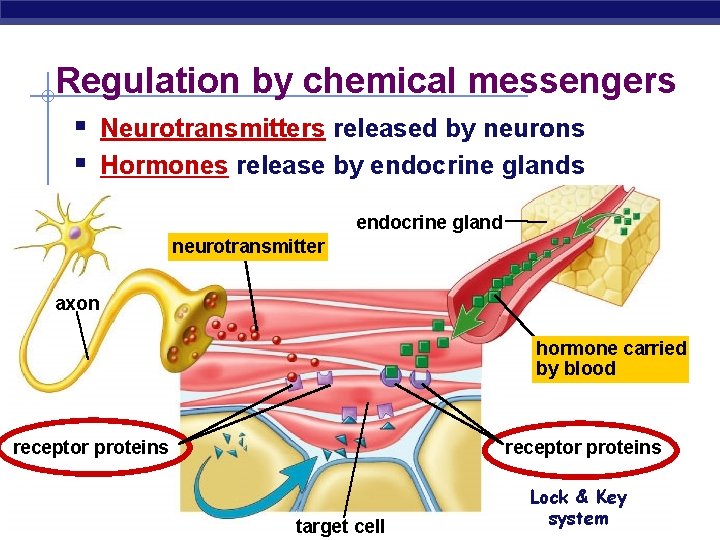Regulation by chemical messengers § Neurotransmitters released by neurons § Hormones release by endocrine