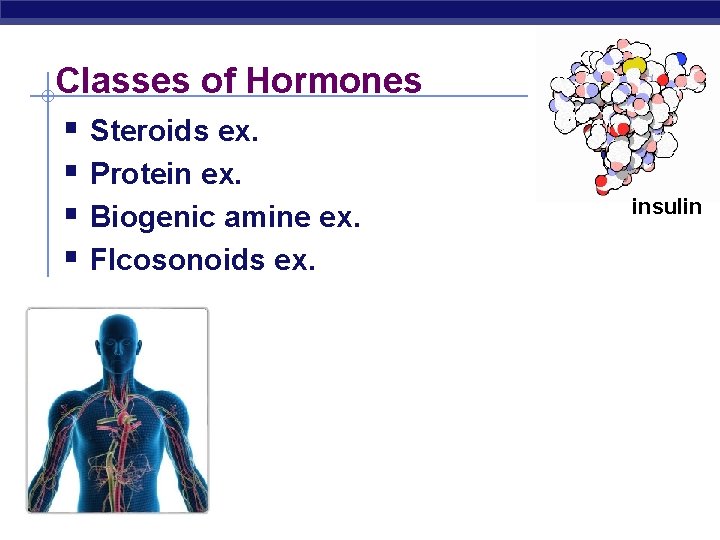 Classes of Hormones § Steroids ex. § Protein ex. § Biogenic amine ex. §